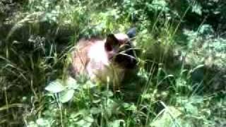 Gabo the cat strikes again