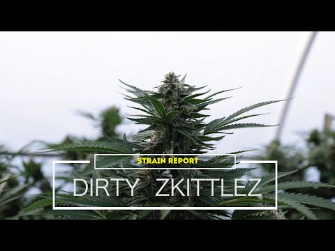 Strain Report “Dirty Zkittlez” with Lempire Farmaseeds
