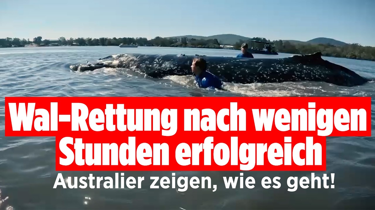 Wal-Rettung in der Ostsee: Australien zeigt, wie es geht – Nach 24 Stunden ist Buckelwal befreit!