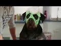 Show Dogs - Trailer