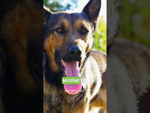 Postar&aacute;me se o opu&scaron;těn&eacute; psy a kočky 🐶🐱