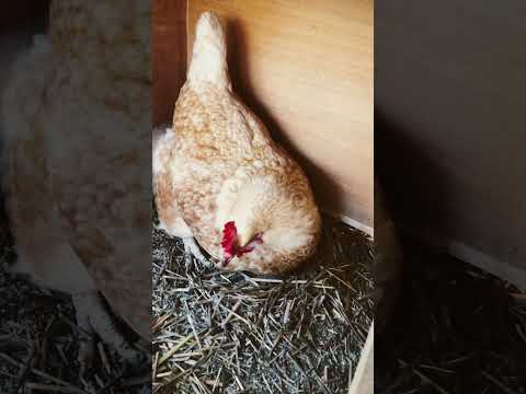 鶏が卵を食べるのですが、なぜですか?何をするか？それを避けるために取るべき6つのステップ  庭園