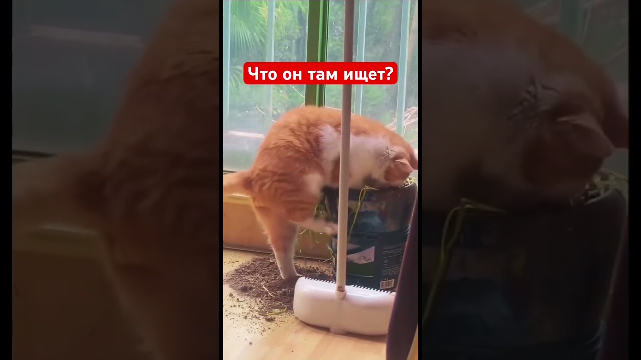 Что он там ищет?