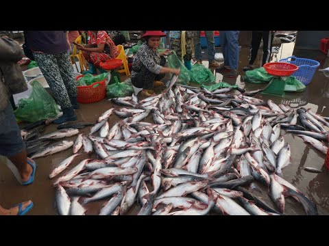 The Big Site Distribute SeaFood & Fish @Prek Phnov Bridge - Morning Fish Market Scene in Town