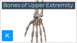 Upper Extremity Bones