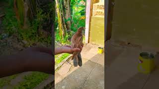 Download lagu Piyikan merpati sudah bisa terbang😱 #shorts #merpati mp3