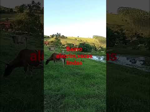 bairro alecrim,  siqueira campos,PR