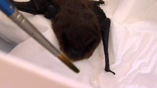 preview picture of video 'Batty the Pipistrel bat gets fed'