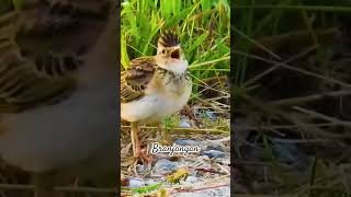 Download lagu burung Branjangan di alam liar #branjangan #hobiburung #thebirdsonggroup mp3