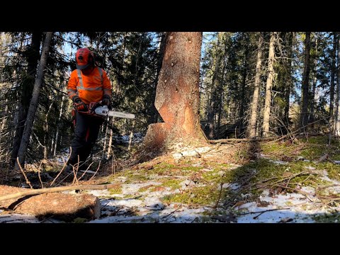 Fäller övergrov gran med bröderna Husqy  och får kedjebrott #skogsarbete #husqvarna #chainsaw