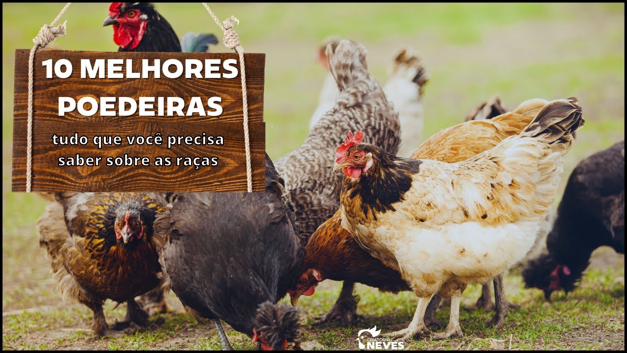 🐔Top 10 MELHORES POEDEIRAS para você iniciar uma criação de GALINHA CAIPIRA