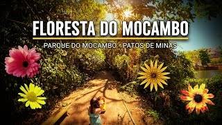 Passeio na Floresta do Mocambo 🌿✨ Natureza, Raios de Sol e História do Antigo Zoológico