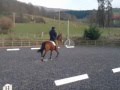 Tregoyd Riding Centre Dressage Paul Carey 1