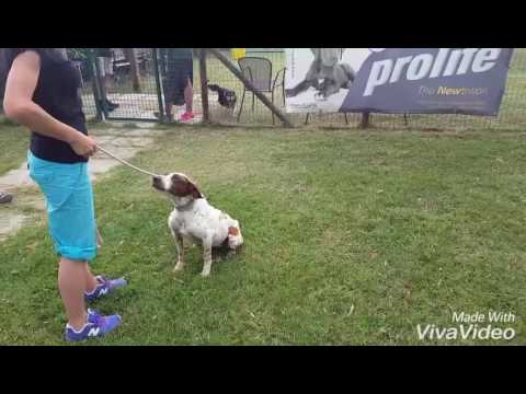 ADOTTATA CICCA super esercizio