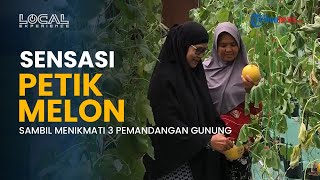 Sensasi Wisata Petik Melon di Lintau Tanah Datar, Edukasi dan Rekreasi