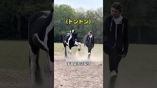 訓練なしで身についた馬の特技