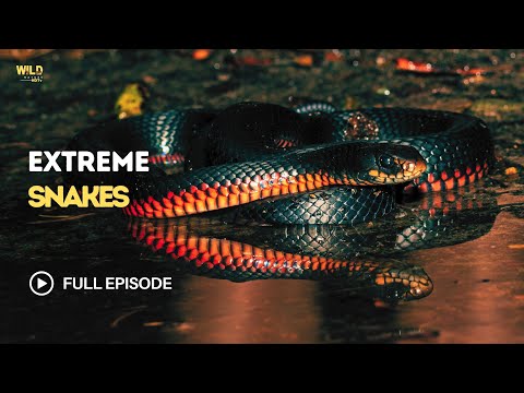 Extreme Snakes of Australia | Full Episode | Nature documentary 