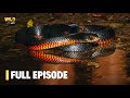 Extreme Snakes Australia Full Episode Animal Documentary