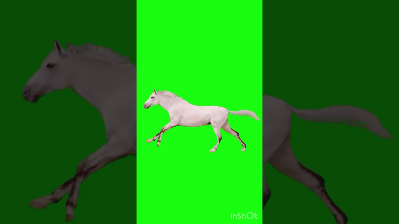 Green Screen horse running #horse #animal #explore #ytviral