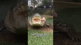 Download lagu What does a crocodile sound like? #shorts #crocodile #bigcrocodile #estuarinecrocodile #scary #bi... mp3 Download lagu What does a crocodile sound like? #shorts #crocodile #bigcrocodile #estuarinecrocodile #scary #bi... mp3