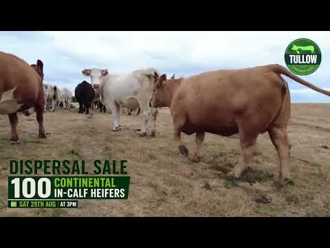 Dispersal Sale of 100 Continental In-Calf Heifers