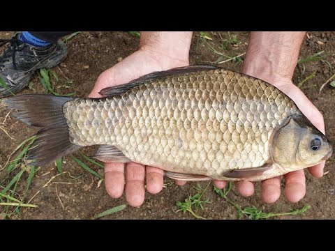 Pecanje bele ribe na plovak (Pecanje deverike, babuške, šarana i cverglana na plovak)