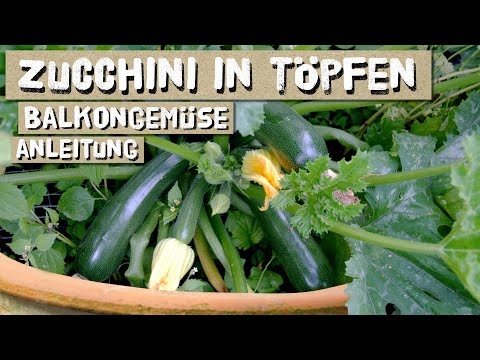 , title : 'Zucchini in Töpfen/Kübeln anbauen - auf dem Balkon - Topfgröße, Erde, Dünger - Tipps'