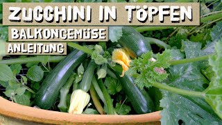 Zucchini in Töpfen/Kübeln anbauen - auf dem Balkon - Topfgröße, Erde, Dünger - Tipps