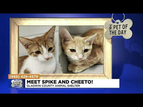 Pets of the day: Meet Spike and Cheeto!