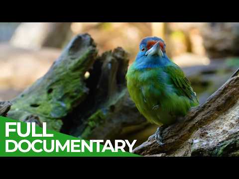 Fantastic Wildlife of Yunnan