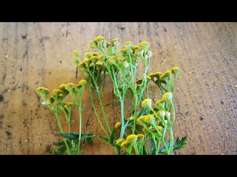 Wrotycz pospolity (Tanacetum vulgare) i jego tradycyjne zastosowanie oraz dlaczego zanika