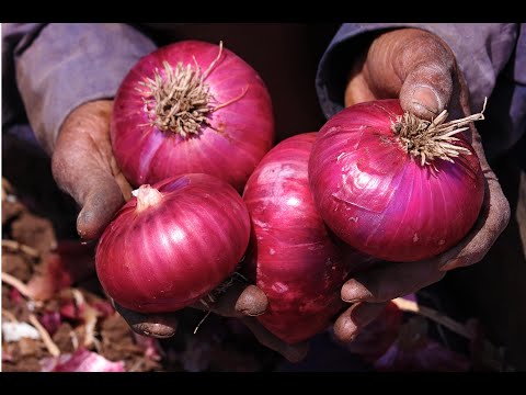 023 - Onions of Gold - The Nasik Success Story - Onion Gold Treatment. Video