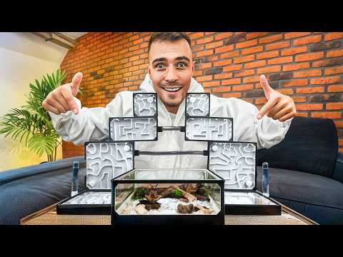 PRZEPROWADZKA MRÓWEK DO NOWEGO GNIAZDA! 🐜 *mamy problem!*