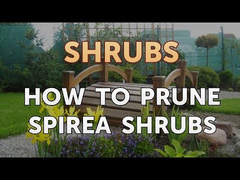 How to Prune a Bottlebrush Shrub