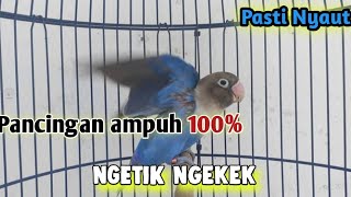 Download lagu 100% Lovebird FIGHTER memanggil lawan NGETIK NGEKEKKK || LABET NYAUT mp3 Download lagu 100% Lovebird FIGHTER memanggil lawan NGETIK NGEKEKKK || LABET NYAUT mp3