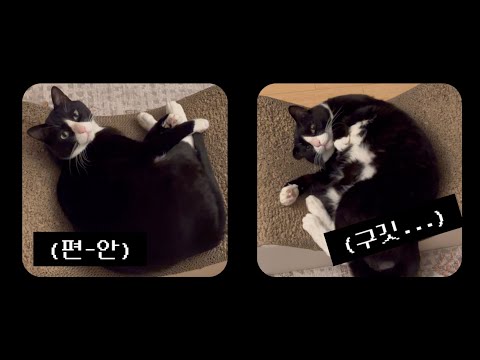 구겨진 고양이.... 몹시 귀엽다..