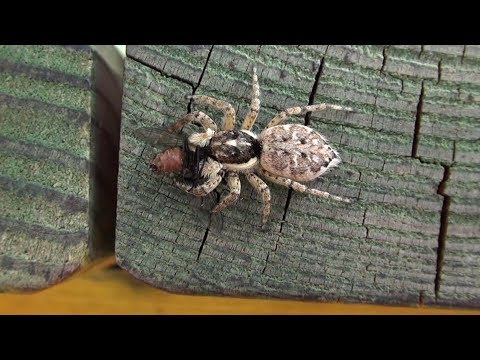 Spider hunting flies on my table