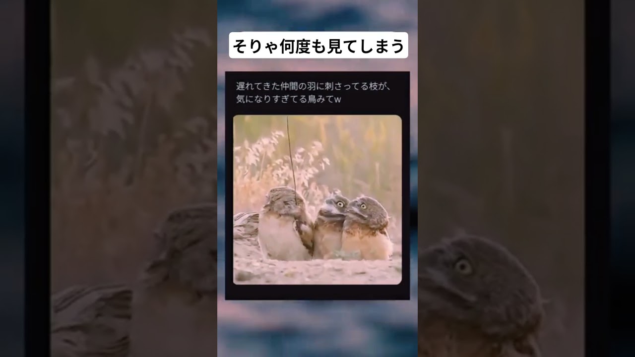 驚きのあまり何度も見てしまう鳥たち#面白い #おもしろ #tiktok #Twitter