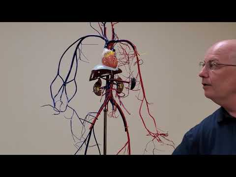 Professor Long 2402 Wireman Arteries