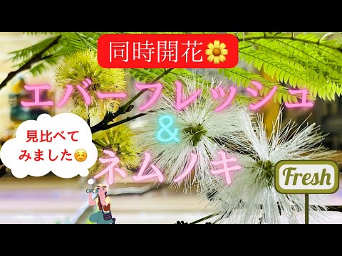 ネムノキ、眠っている木 植物