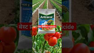 Download lagu antracol fungicide | bayer antracol fungicide | #drpunitshishodia  #fungicide #agriculture mp3