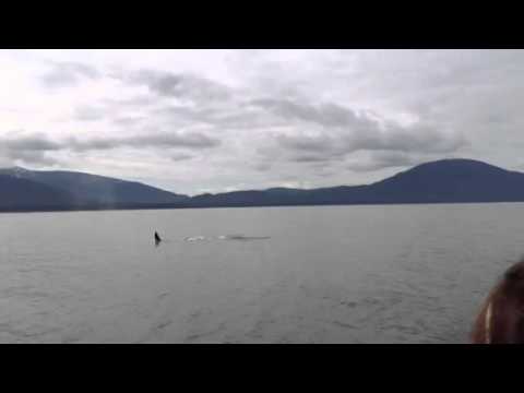 A male killer whale on one of my guide whale watches