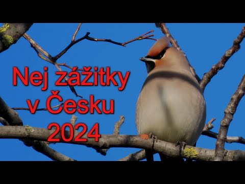 Nej zážitky v Česku 2024, The best of 2024 Czech Republic, Best of 2024