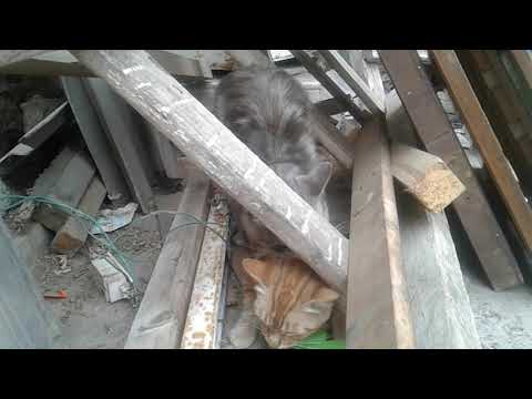 Tegan cuidado con este gato que esta preñando a esta gata