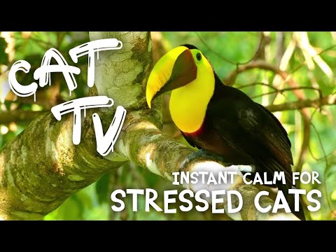 TV FOR CATS : TROPICAL BIRD PARADISE