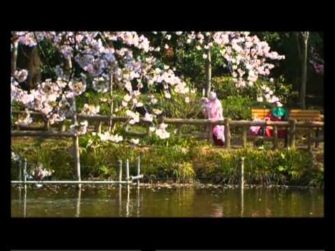 Kirschblüten - Hanami