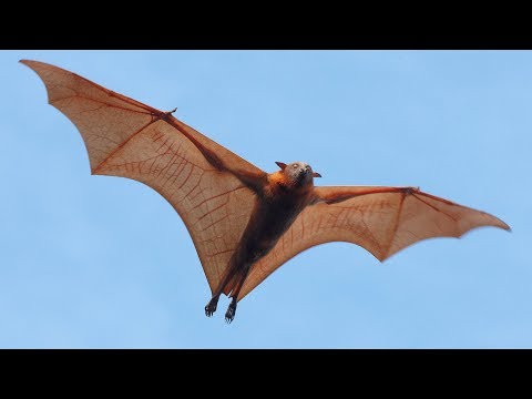image-Is a bat a reptile or amphibian?