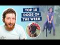 Great Dane Takes Vet Tech For An Accidental Ride