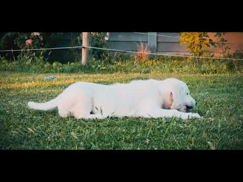Golden Retriever puppy for sale