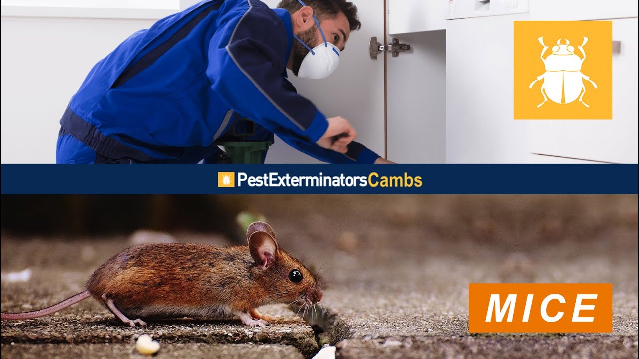MOUSE CONTROL CAMBRIDGE SERVICES | PEST EXTERMINATORS CAMBS
